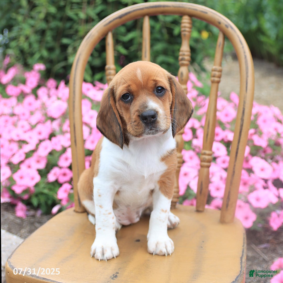 Beagle dogs for sale: Anita - Image 2