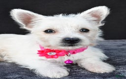 West Highland Terrier dogs for sale: Novella - Image 3