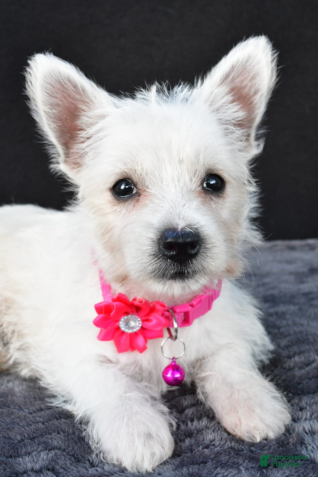 West Highland Terrier dogs for sale: Novella - Image 3