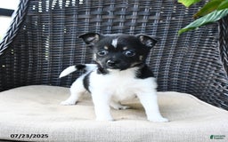 Pomeranian dogs for sale: Nala - Image 3