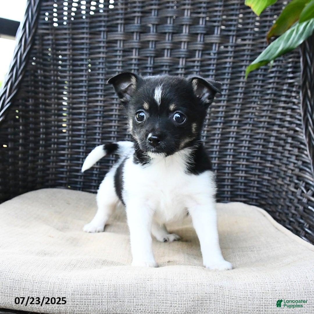 Pomeranian dogs for sale: Nala - Image 3