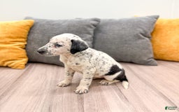 Dalmatian dogs for sale: Dotty - Image 5