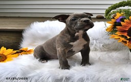 Frenchton dogs for sale: Gus - Image 7
