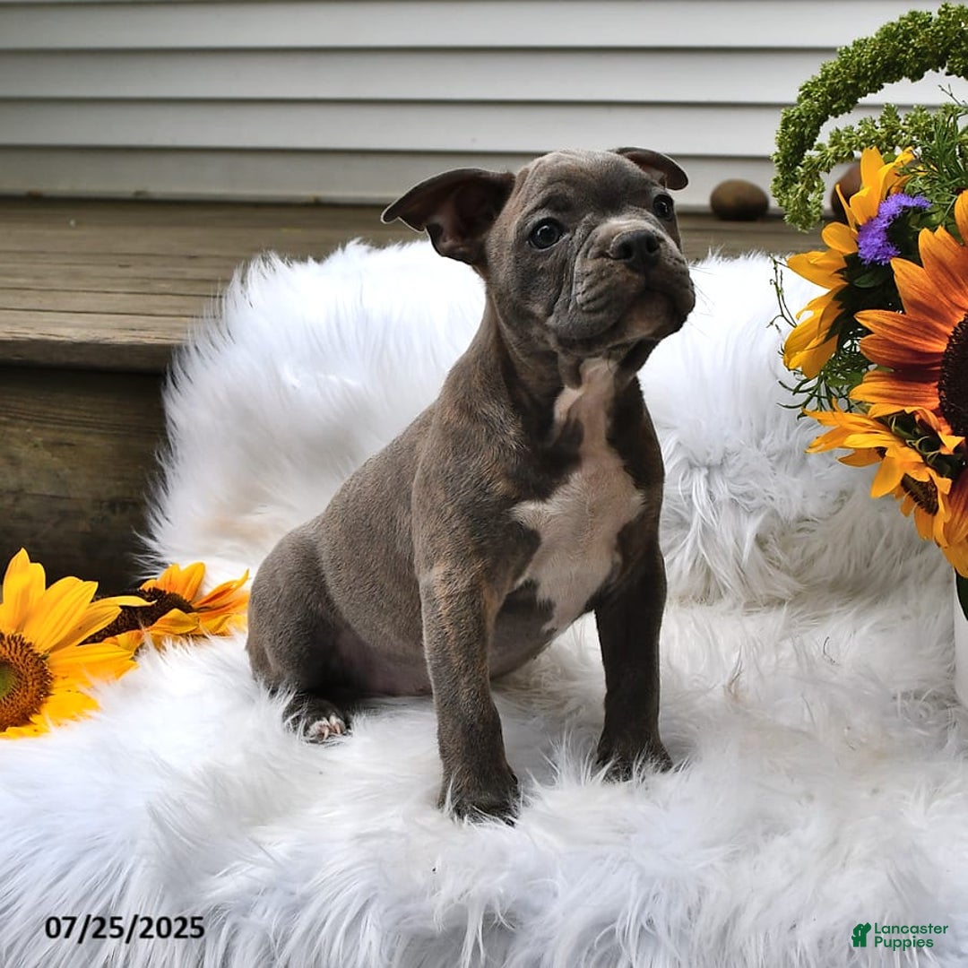 Frenchton dogs for sale: Gus - Image 7