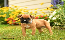 Boxer dogs for sale: Zion - Image 4