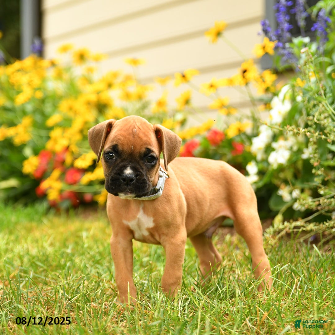 Boxer dogs for sale: Zion - Image 4