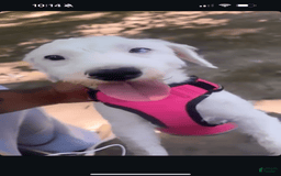Jack Russell Terrier dogs for sale: Lexi - Image 10