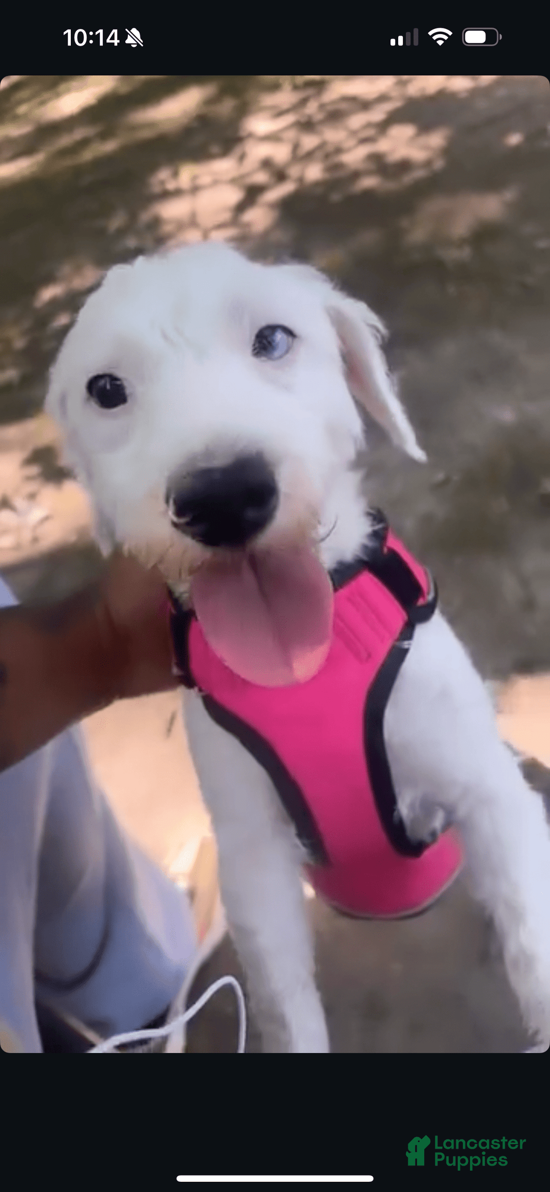 Jack Russell Terrier dogs for sale: Lexi - Image 10