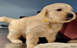 Golden Retriever dogs for sale: Alex - Image 1