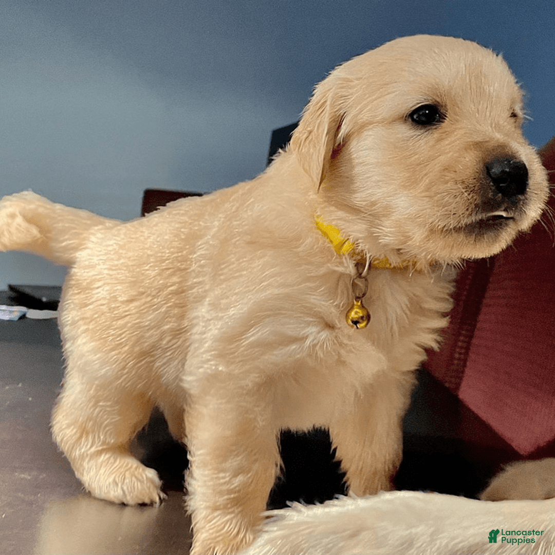 Golden Retriever dogs for sale: Alex - Image 1