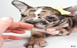Frenchton dogs for sale: Freddy - Image 7
