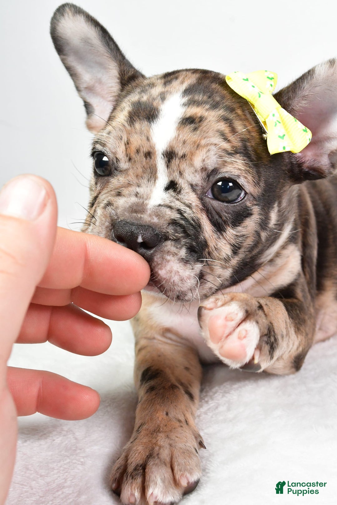 Frenchton dogs for sale: Freddy - Image 7