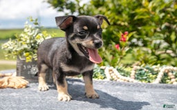 Chihuahua dogs for sale: Button - Image 3