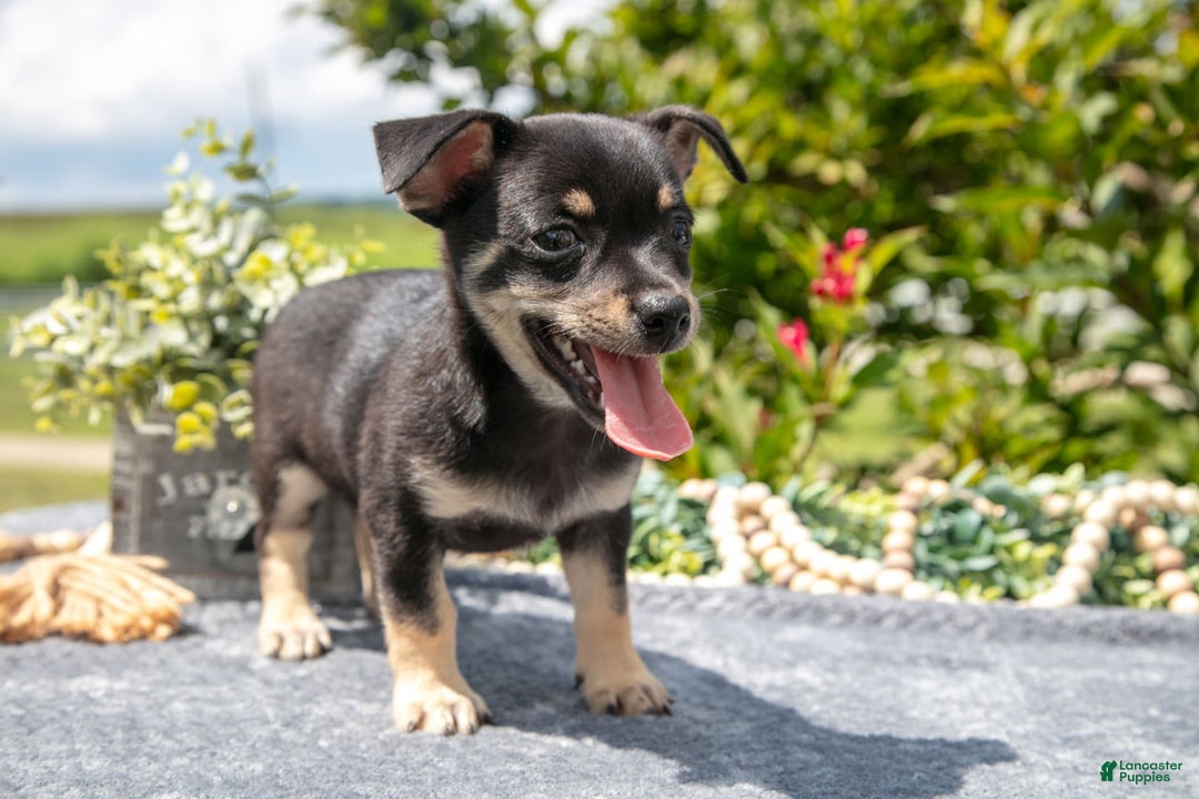 Chihuahua dogs for sale: Button - Image 3