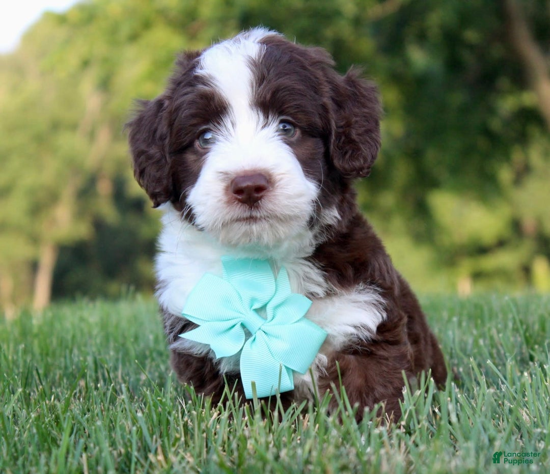 Mini Aussiedoodle dogs for sale: Logan - Image 2