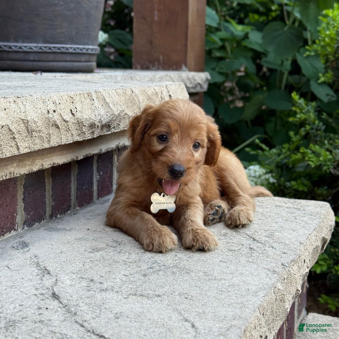 Goldendoodle dogs for sale: Ember - Image 4