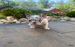 French Bulldog dogs for sale: Daisy - Image 10