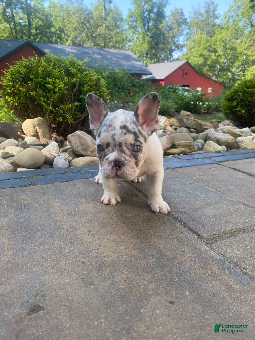French Bulldog dogs for sale: Daisy - Image 10