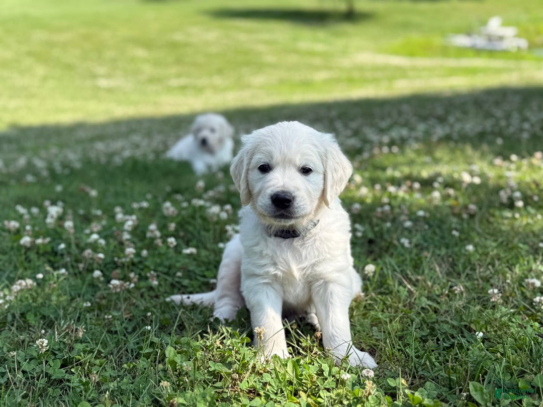 Golden Retriever dogs for sale: Red - Image 4