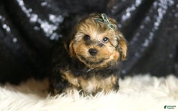 Yorkiepoo dogs for sale: Charming - Image 2