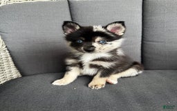 Pomsky dogs for sale: Gizmo - Image 2