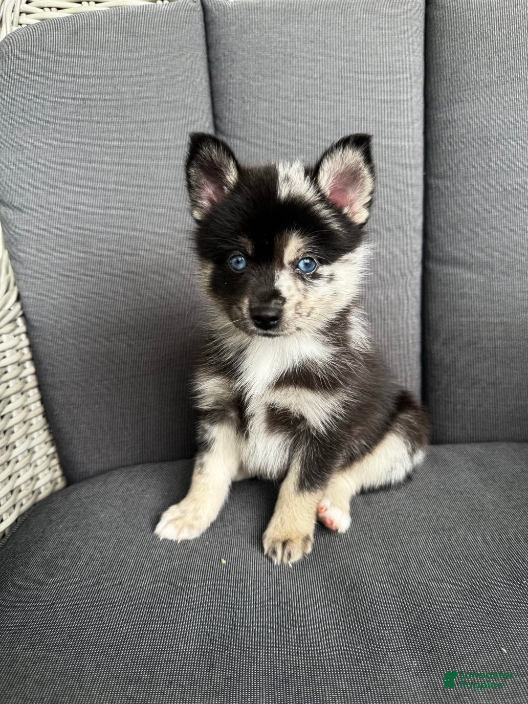 Pomsky dogs for sale: Gizmo - Image 2