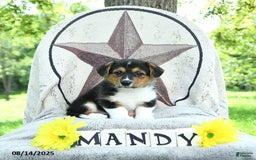 Welsh Corgi Pembroke dogs for sale: Welsh Corgi (Pembroke) 7 puppies - Image 3