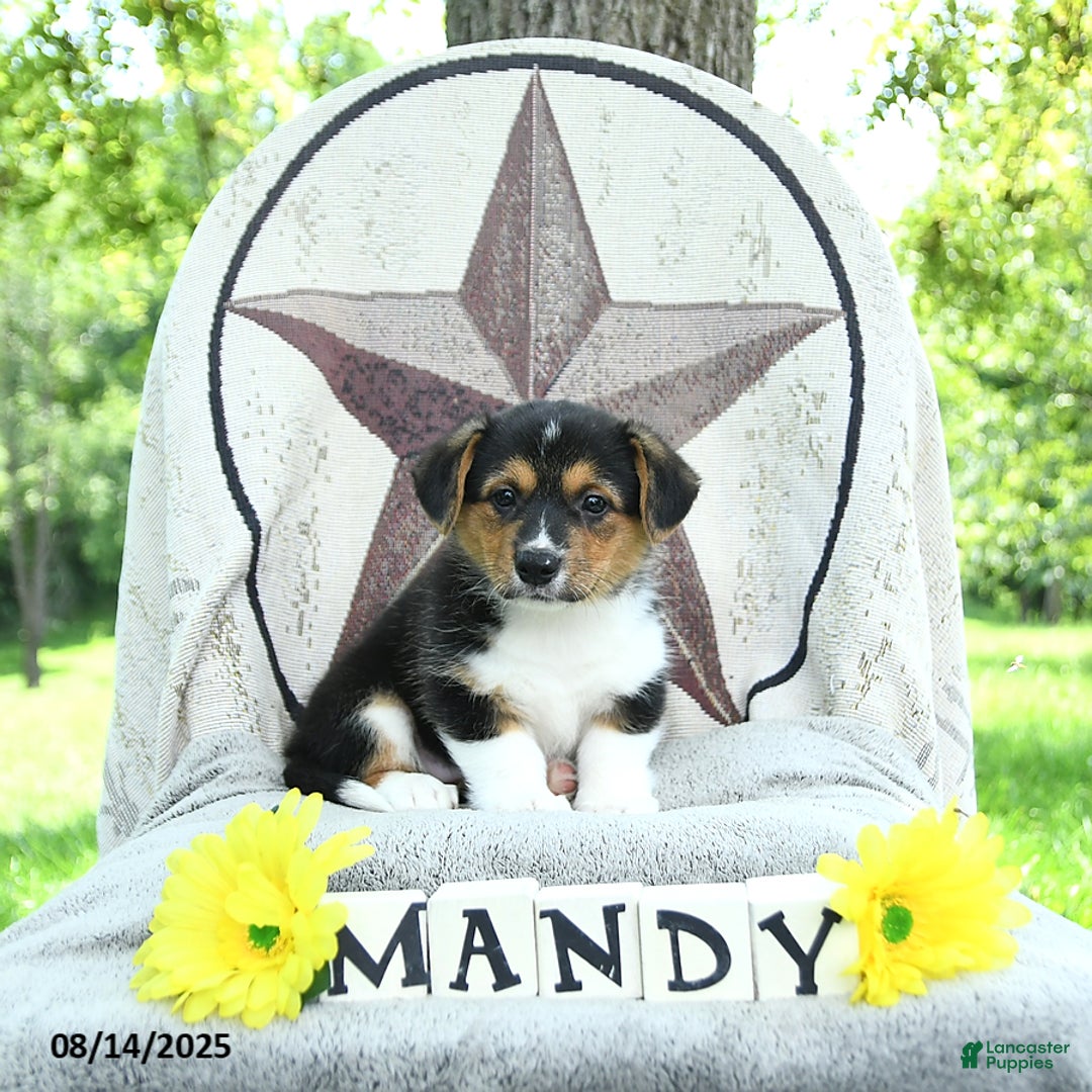 Welsh Corgi Pembroke dogs for sale: Welsh Corgi (Pembroke) 7 puppies - Image 3