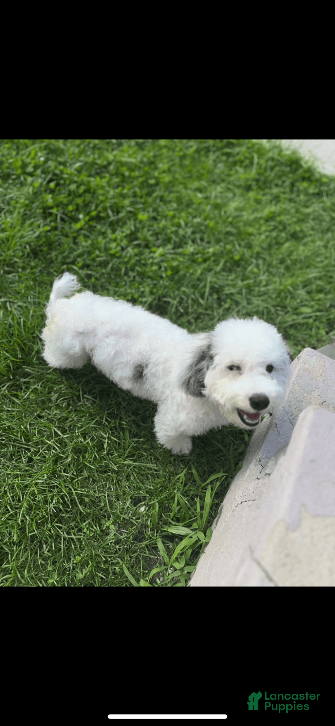 Bichon Frise dogs for sale: Layla - Image 5