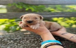 Golden Retriever dogs for sale: Spruce - Image 13