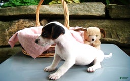 Jack Russell Terrier dogs for sale: Sprinkles - Image 1