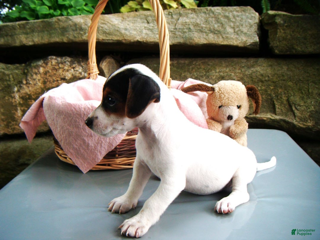 Jack Russell Terrier dogs for sale: Sprinkles - Image 1