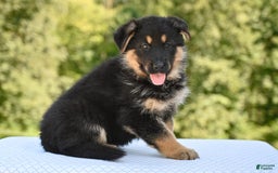 German Shepherd dogs for sale: Bonnie - Image 6