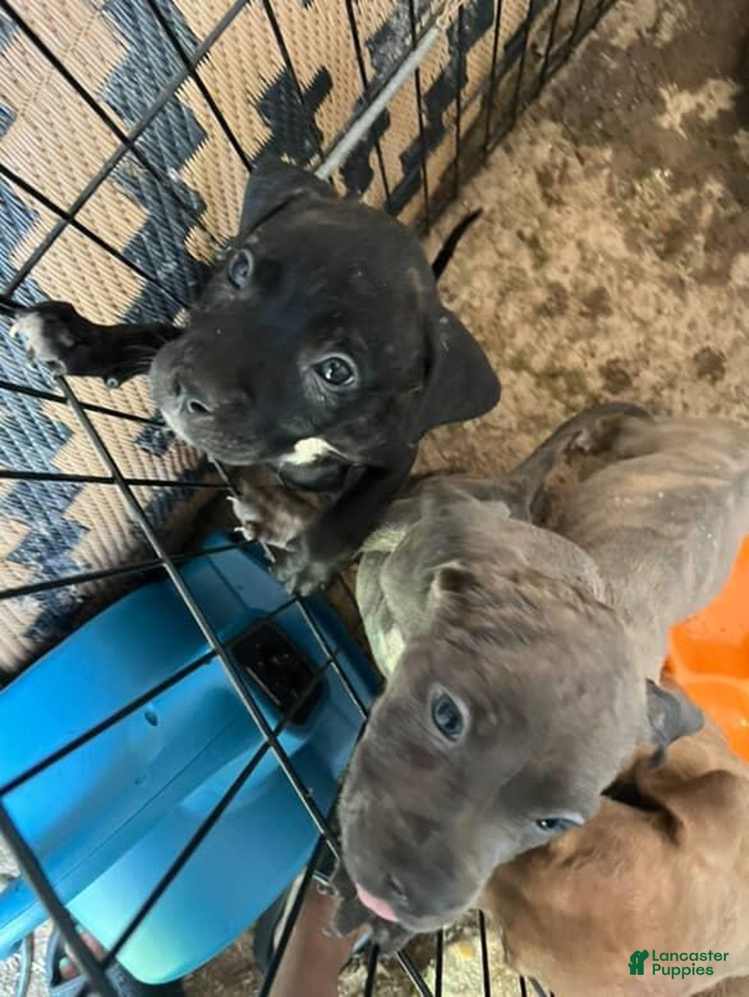 Cane Corso dogs for sale: Black - Image 2