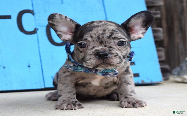 French Bulldog dogs for sale - Ad 2
