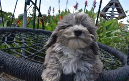 Havapoo dogs for sale: Zorro - Image 20