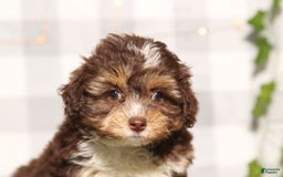 Mini Aussiedoodle dogs for sale: Kona - Image 1