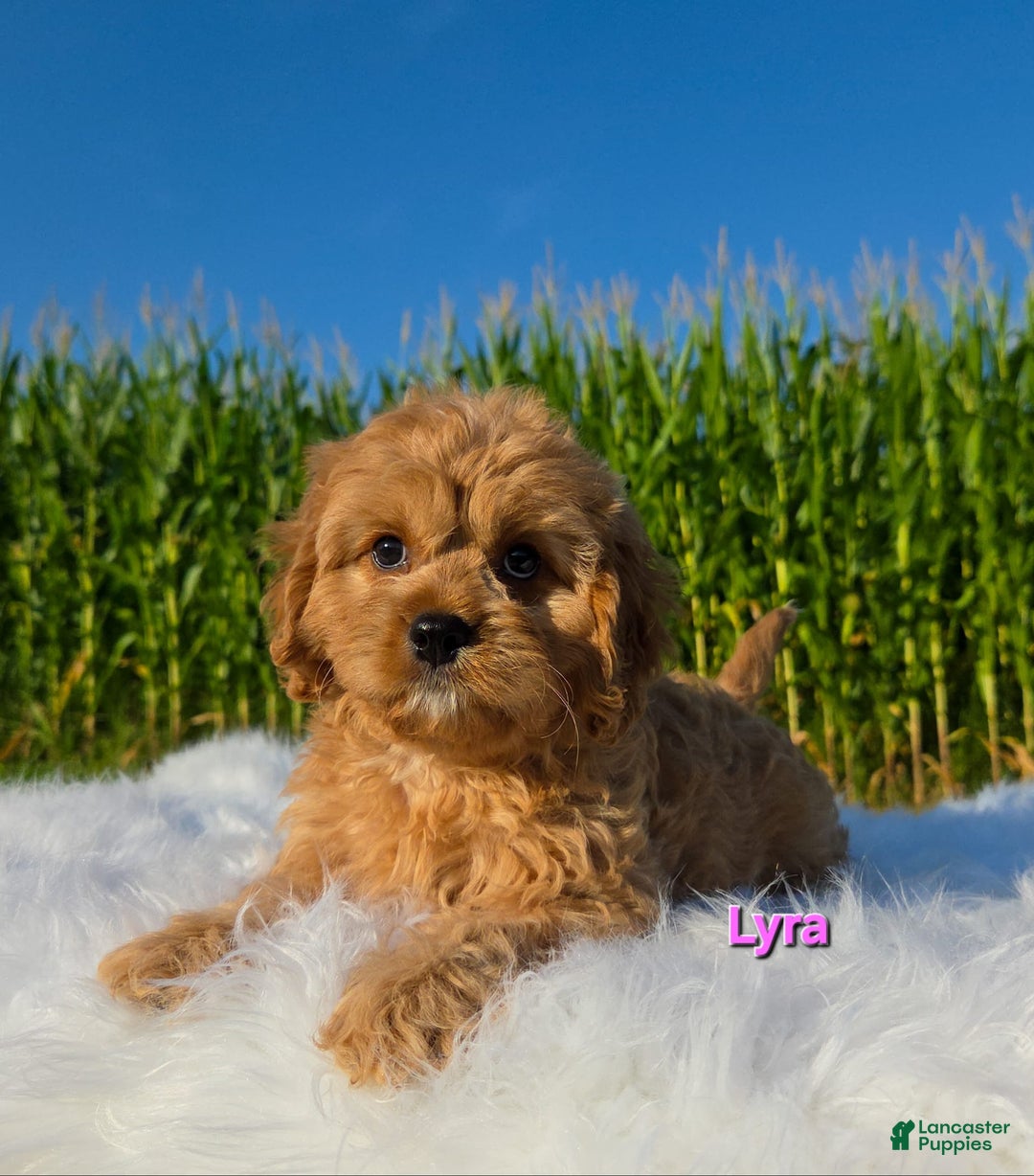 Cavapoo dogs for sale: Lyra - Image 3