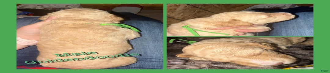 Green Collar