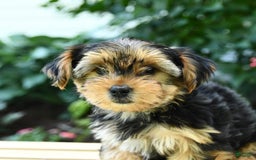 Yorkshire Terrier dogs for sale: Benny - Image 7