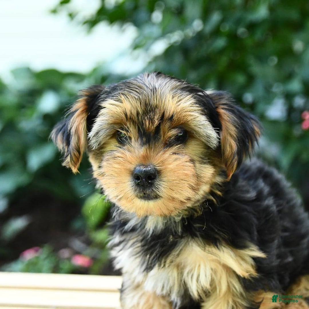 Yorkshire Terrier dogs for sale: Benny - Image 7