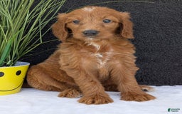 Goldendoodle dogs for sale: Kailey - Image 16