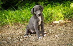 Great Dane dogs for sale: Lucy - Image 10