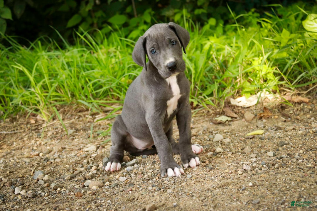 Great Dane dogs for sale: Lucy - Image 10