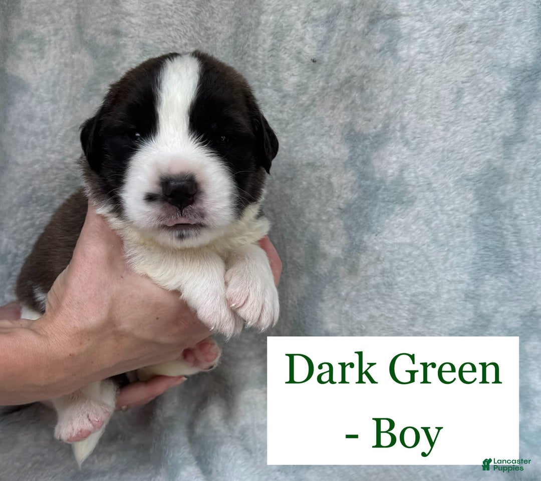 Saint Bernard dogs for sale: 14 Saints Available - Image 34