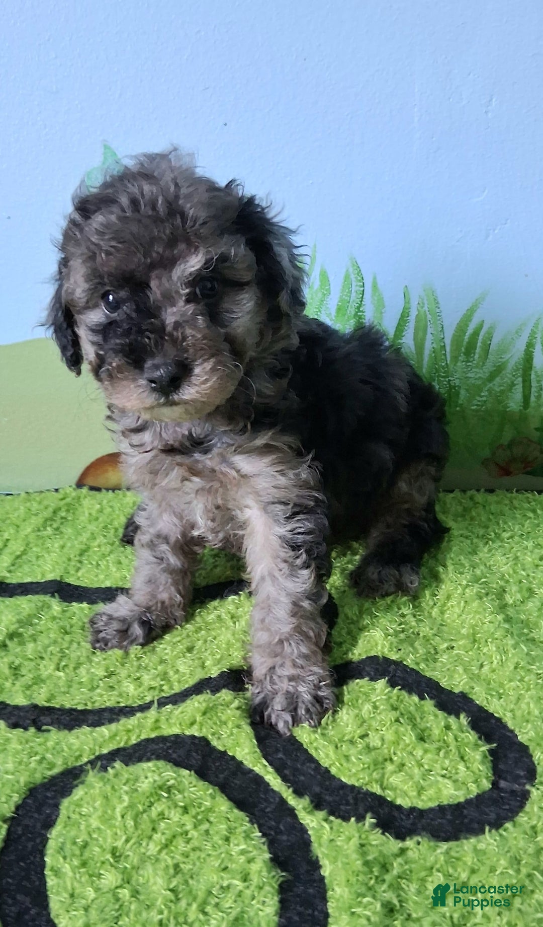 Mini Aussiedoodle dogs for sale: Rosemary - Image 7
