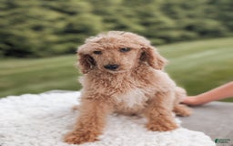Miniature Poodle dogs for sale: Cooper-moyen Poodle - Image 2