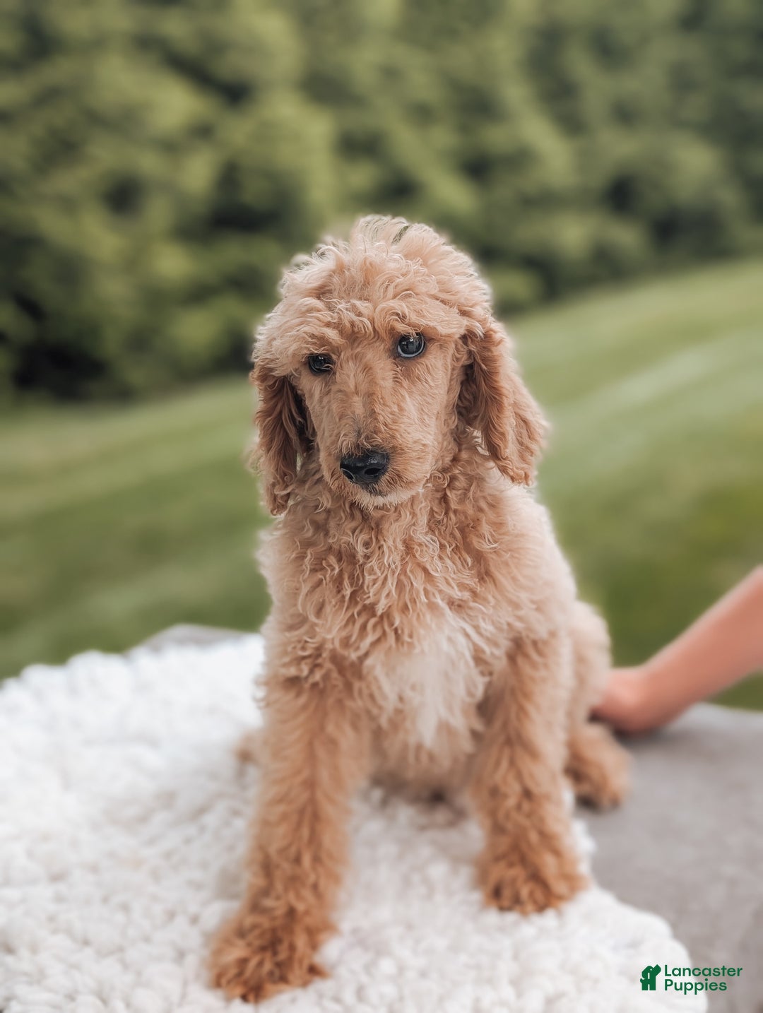Miniature Poodle dogs for sale: Cooper-moyen Poodle - Image 2
