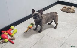 French Bulldog dogs for sale: Kandi - Image 6