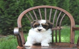 Miniature Poodle dogs for sale: Tucker Extra Small - Image 2